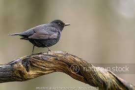 Attēlu rezultāti vaicājumam “Turdus merula male”
