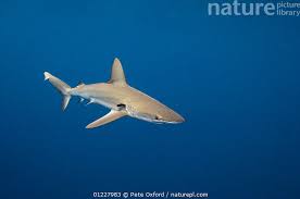 Image result for Carcharhinus galapagensis