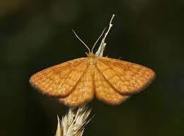 Attēlu rezultāti vaicājumam “Idaea serpentata”