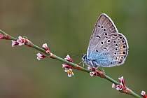 Attēlu rezultāti vaicājumam “Agrodiaetus amandus female”