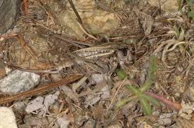Attēlu rezultāti vaicājumam “Decticus verrucivorus nymph”