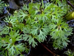 Attēlu rezultāti vaicājumam “Ranunculus elatior leaf”