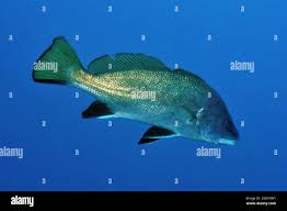 Image result for Sciaena umbra