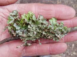 Attēlu rezultāti vaicājumam “Tuckermannopsis chlorophylla”