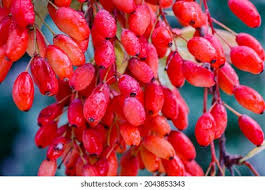 Attēlu rezultāti vaicājumam “Berberis vulgaris fruit”