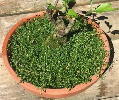 Attēlu rezultāti vaicājumam “Sagina procumbens leaf”