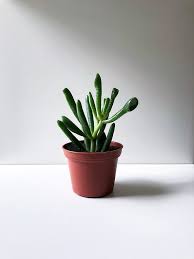 Image result for Crassula hobbit