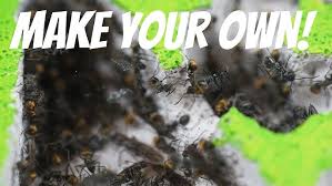 Image result for ytong ants