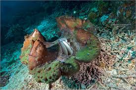 Image result for tridacna