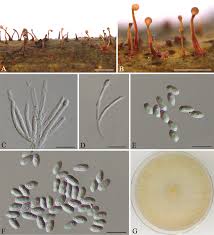 Attēlu rezultāti vaicājumam “Nectria sp., Neonectria sp.”