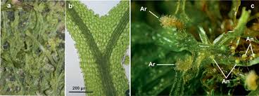 Attēlu rezultāti vaicājumam “Calliergonella cuspidata sporophyte”