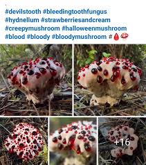 Attēlu rezultāti vaicājumam “Hydnellum ferrugineum”