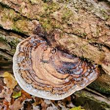 Attēlu rezultāti vaicājumam “Ganoderma applanatum”