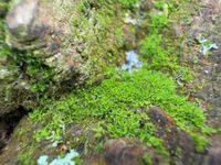 Attēlu rezultāti vaicājumam “Syntrichia virescens”