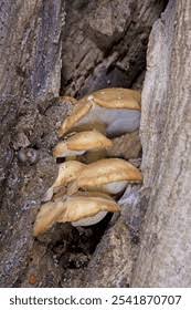 Attēlu rezultāti vaicājumam “Hypsizygus ulmarius”