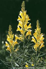 Image result for Linaria vulgaris