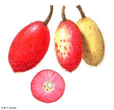 Attēlu rezultāti vaicājumam “Schoenus ferrugineus fruit”