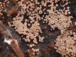 Attēlu rezultāti vaicājumam “Merismodes anomala”