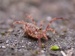 Attēlu rezultāti vaicājumam “Lophopilio palpinalis”