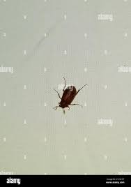 Attēlu rezultāti vaicājumam “Serica brunnea imago”