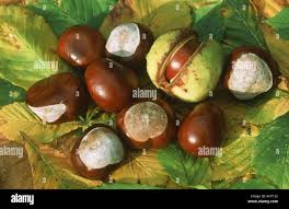 Attēlu rezultāti vaicājumam “Aesculus hippocastanum fruit”