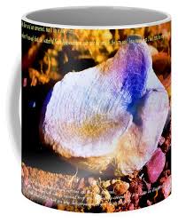 Image result for mountain top seashell