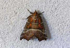 Attēlu rezultāti vaicājumam “Scoliopteryx libatrix”