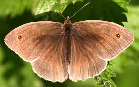 Attēlu rezultāti vaicājumam “Maniola jurtina male”