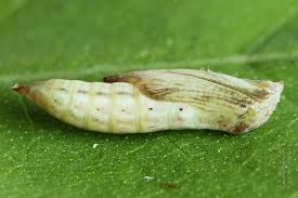 Attēlu rezultāti vaicājumam “Platyptilia sp.”