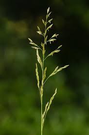 Attēlu rezultāti vaicājumam “Enteridium liceoides sessile”