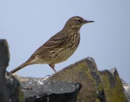 Image result for Anthus petrosus