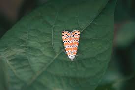 Attēlu rezultāti vaicājumam “Arctiidae”