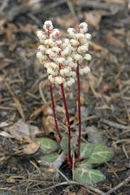 Attēlu rezultāti vaicājumam “Pyrola minor fruit”