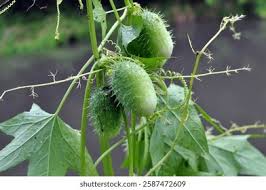 Attēlu rezultāti vaicājumam “Echinocystis lobata leaf”