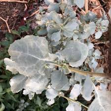 Attēlu rezultāti vaicājumam “Atriplex littoralis fruit”