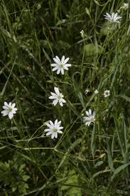 Attēlu rezultāti vaicājumam “Stellaria palustris”