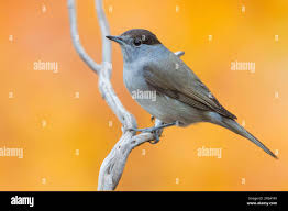 Attēlu rezultāti vaicājumam “Sylvia atricapilla”