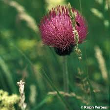 Attēlu rezultāti vaicājumam “Cirsium heterophyllum flower”
