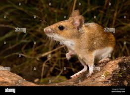 Attēlu rezultāti vaicājumam “Apodemus flavicollis”