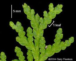 Attēlu rezultāti vaicājumam “Thuja occidentalis leaf”