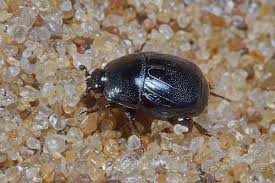 Attēlu rezultāti vaicājumam “Hypocaccus rugiceps”