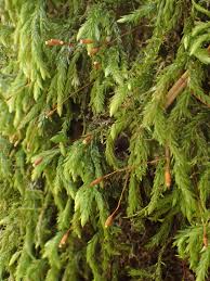 Attēlu rezultāti vaicājumam “Isothecium alopecuroides”