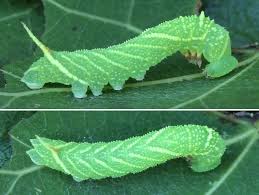 Attēlu rezultāti vaicājumam “Laothoe amurensis”