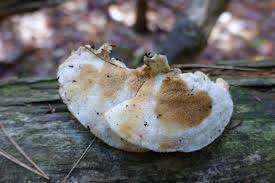 Attēlu rezultāti vaicājumam “Postia fragilis”