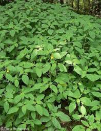 Attēlu rezultāti vaicājumam “Impatiens noli-tangere”