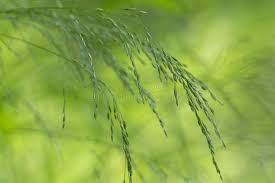 Attēlu rezultāti vaicājumam “Poa nemoralis”