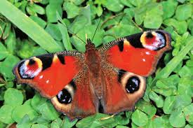 Attēlu rezultāti vaicājumam “Inachis io underside”