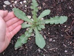 Attēlu rezultāti vaicājumam “Cirsium arvense leaf”