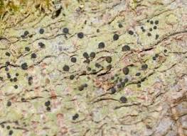 Attēlu rezultāti vaicājumam “Megalaria grossa”