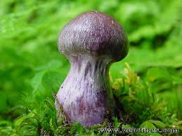 Attēlu rezultāti vaicājumam “Cortinarius traganus”